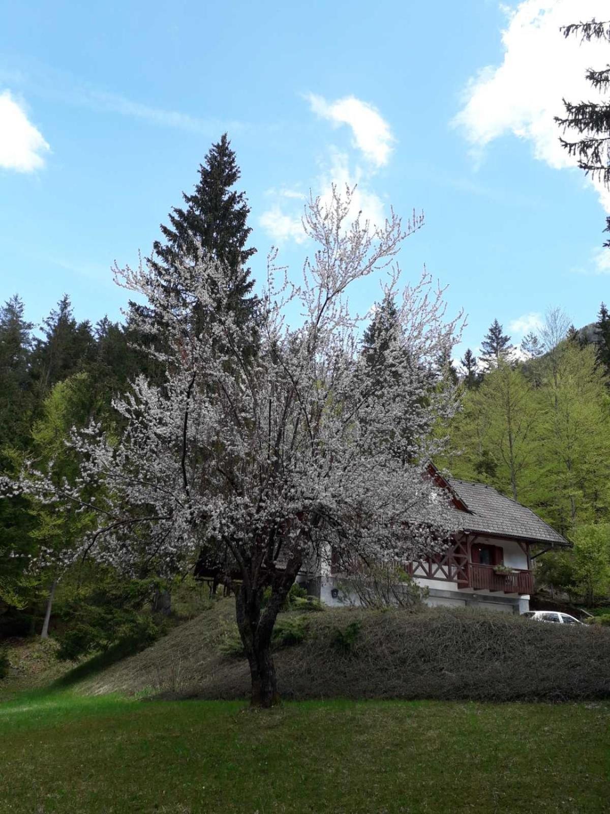 Apartma Gaja Kranjska Gora Bagian luar foto